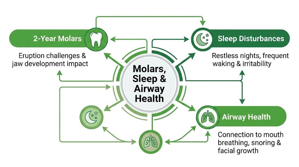 An infographic showing the interconnected relationship between 2-year molars, sleep disturbances, and airway health in children.